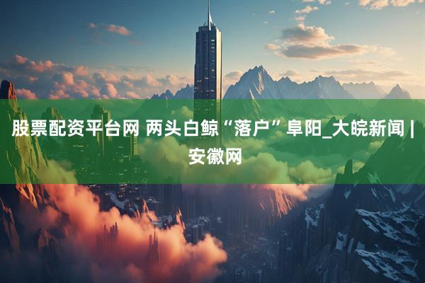 股票配资平台网 两头白鲸“落户”阜阳_大皖新闻 | 安徽网